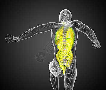 3d为人类消化系统提供医学说明 以及呼吸胸部冒号解剖学器官支气管躯干鼻窦气管背景图片