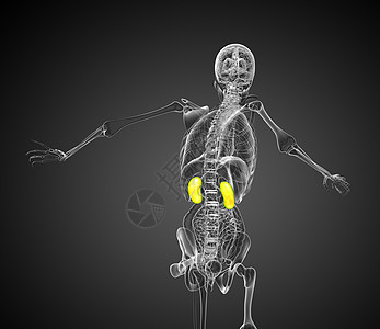 3d 显示肾脏的插图身体输尿管胸部解剖学男人生物学腹部膀胱尿液尿道背景图片