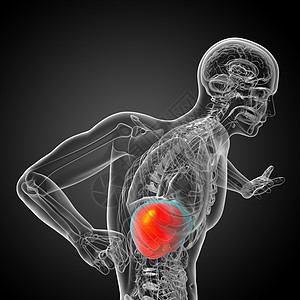 3d 提供肝脏的医学说明器官解剖学腹痛膀胱胰腺胆囊冒号医疗图片