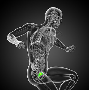 3d为人体膀胱的医学说明x光解剖学药品背景图片