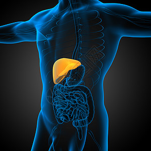 3d 提供肝脏的医学说明膀胱胰腺器官解剖学医疗胆囊冒号腹痛图片