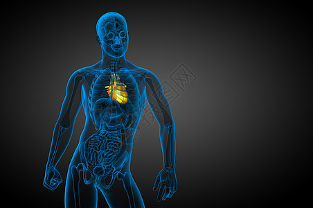 3d为人类心脏的医学插图心脏病学解剖学外科病人手术医疗背景图片