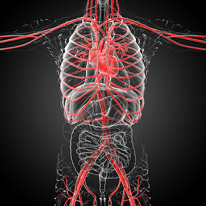 3d为人类心脏的医学插图解剖学手术病人心脏病学外科医疗背景图片