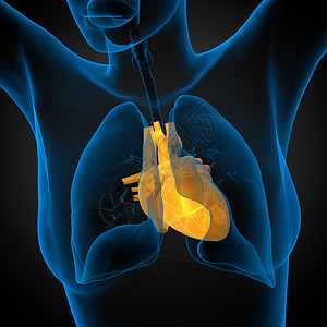3d为人类心脏的医学插图医疗手术解剖学外科心脏病学病人图片