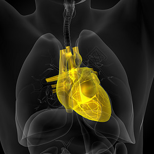 3d为人类心脏的医学插图心脏病学解剖学医疗外科病人手术图片