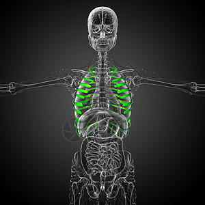 3d为伤寒的医学插图肋骨胸部骨骼肩胛骨椎骨器官锁骨肱骨胸椎软骨背景图片