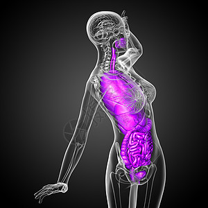 3d为人类消化系统提供医学说明 以及支气管呼吸器官胸部冒号解剖学气管鼻窦躯干图片