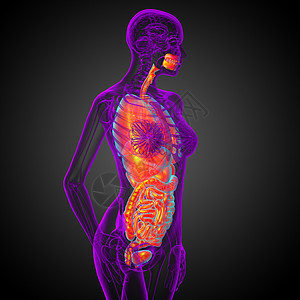 3d为人类消化系统提供医学说明 以及躯干鼻窦解剖学器官胸部气管支气管冒号呼吸背景图片