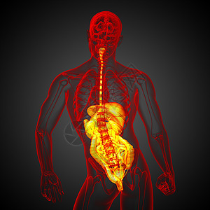 3d为人类消化系统提供医学说明腹痛解剖学冒号疼痛胰腺膀胱胆囊癌症背景图片