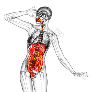 3d为人类消化系统提供医学说明腹痛冒号解剖学癌症膀胱疼痛胆囊胰腺图片