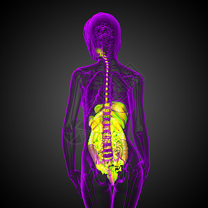 3d为人类消化系统提供医学说明腹痛膀胱胰腺解剖学癌症疼痛冒号胆囊背景图片