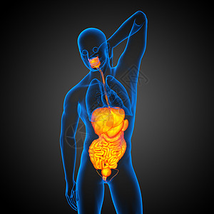 3d为人类消化系统提供医学说明冒号疼痛胆囊腹痛胰腺解剖学膀胱癌症图片