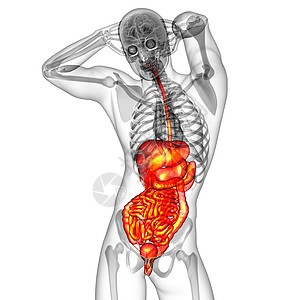 3d为人类消化系统提供医学说明胰腺疼痛胆囊腹痛冒号癌症解剖学膀胱背景图片