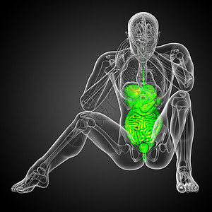 3d为人类消化系统提供医学说明冒号胰腺解剖学疼痛癌症膀胱腹痛胆囊背景图片