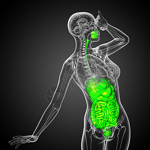 3d为人类消化系统提供医学说明癌症胆囊膀胱胰腺解剖学疼痛腹痛冒号图片