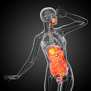 3d为人类消化系统提供医学说明癌症胰腺冒号疼痛解剖学腹痛胆囊膀胱图片
