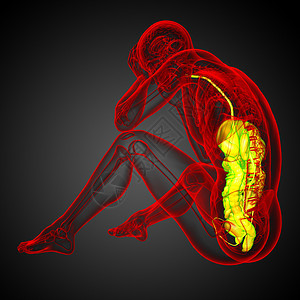 3d为人类消化系统提供医学说明冒号胰腺解剖学膀胱腹痛癌症胆囊疼痛背景图片