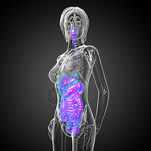 3d为人类消化系统提供医学说明膀胱癌症冒号腹痛解剖学胰腺疼痛胆囊图片