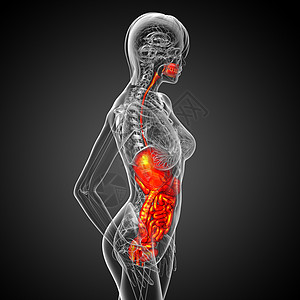 3d为人类消化系统提供医学说明冒号解剖学胰腺胆囊癌症腹痛疼痛膀胱图片