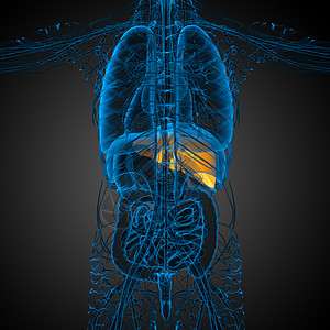 3d 提供肝脏的医学说明冒号医疗器官胰腺解剖学膀胱胆囊腹痛图片