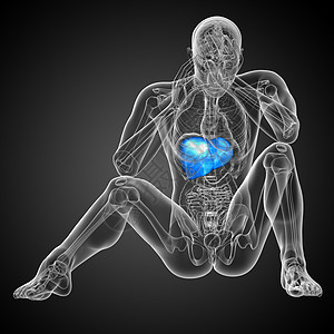 3d 提供肝脏的医学说明膀胱解剖学器官医疗腹痛胆囊胰腺冒号图片