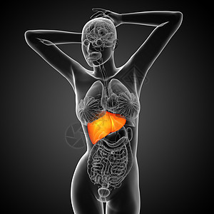 3d 提供肝脏的医学说明膀胱胆囊腹痛胰腺医疗解剖学冒号器官图片