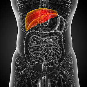 3d 提供肝脏的医学说明胆囊医疗器官解剖学腹痛胰腺冒号膀胱图片