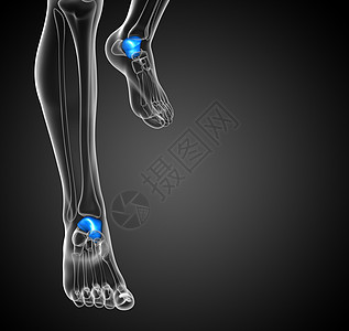 3d 表示百叶窗骨的插图意义教育医疗踝骨解剖学跟腱肌肉图片