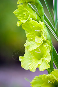 绿色草原背景的格拉迪奥利花朵粉色鸢尾花花瓣花朵植物花园白色工作室百合图片