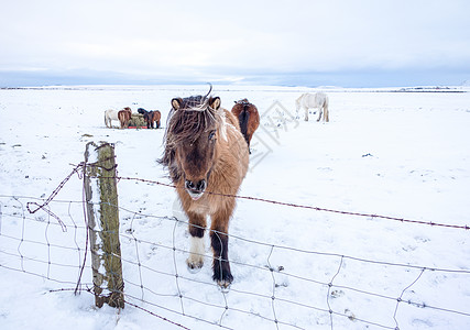 奇蹄目马科动物冰岛马马属宠物小马农场奇蹄目哺乳动物背景