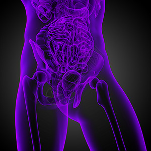 3d为人体解剖的医学插图骨头骨骼器官身体冒号椎骨图片