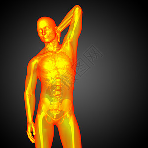 3d为人体解剖的医学插图椎骨身体骨头器官骨骼冒号图片