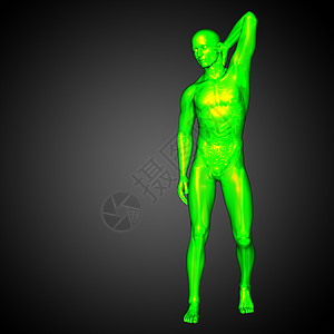 3d为人体解剖的医学插图椎骨冒号骨头骨骼器官身体图片