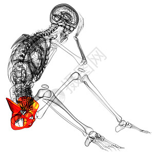 3d为骨盆骨骼的医学插图关节子宫医疗软骨股骨密度图片