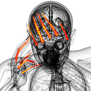 3d 表示人体长颈手的插图骨骼手指风湿病方阵指骨图片