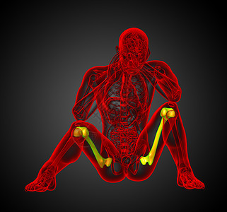 3d为大腿骨的医学插图胫骨股骨腓骨坐骨骨骼膝盖指骨颅骨髌骨背景图片