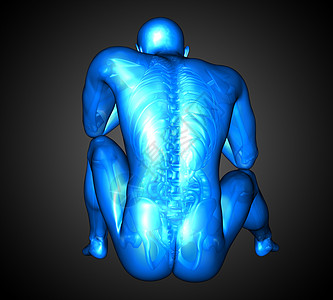 3d为人体解剖的医学插图冒号器官椎骨骨头骨骼身体图片