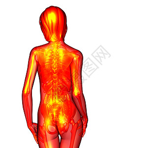 3d为人体解剖的医学插图器官骨头冒号身体骨骼椎骨图片