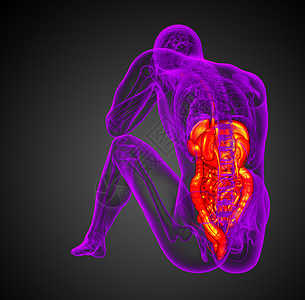 3d为人类消化系统提供医学说明膀胱腹痛胰腺胆囊解剖学冒号背景图片