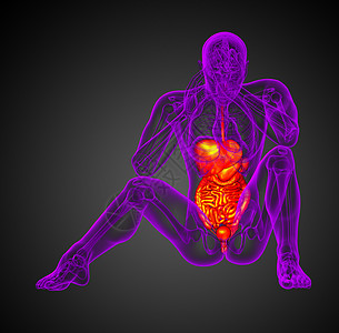 3d为人类消化系统提供医学说明腹痛胆囊冒号解剖学胰腺膀胱背景图片