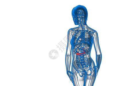 3d 向医生说明胆浆和锅炉膀胱胰腺医疗胰脏胆囊胆道器官图片