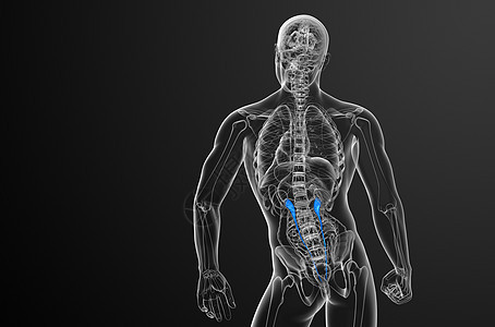 3d 提供体外尿素的医学说明x光生理器官命脉输尿管生物学尿液医疗背景图片