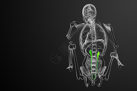 3d 提供体外尿素的医学说明器官尿液x光生物学输尿管医疗命脉生理背景图片