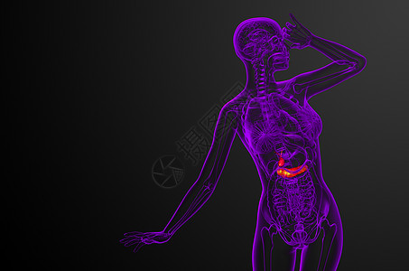 3d 向医生说明胆浆和锅炉胰腺胆囊膀胱医疗胆道器官胰脏图片