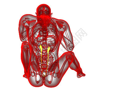 3d 提供体外尿素的医学说明x光生物学输尿管生理命脉器官尿液医疗背景图片