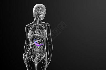 3d 向医生说明胆浆和锅炉胰脏器官胰腺医疗胆囊胆道膀胱图片