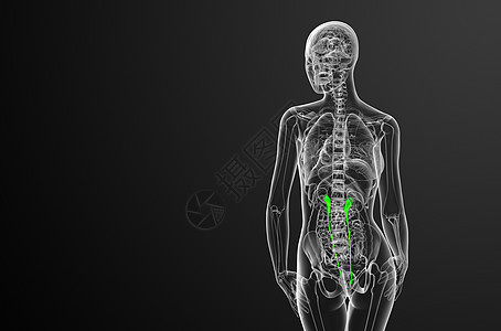 3d 提供体外尿素的医学说明输尿管医疗生理x光生物学器官命脉尿液背景图片