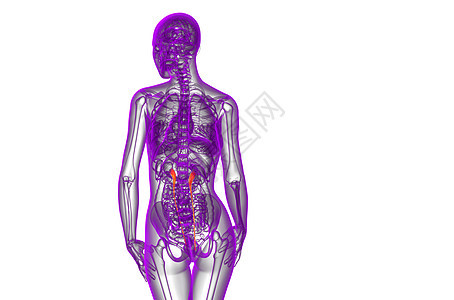 3d 提供体外尿素的医学说明尿液医疗命脉生理x光生物学器官输尿管背景图片