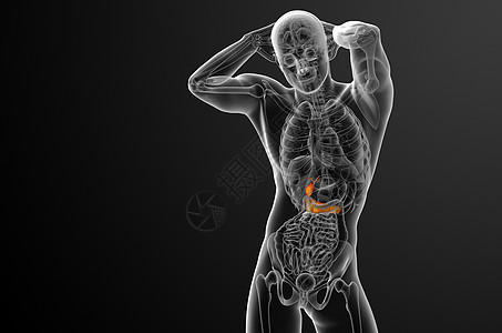 3d 向医生说明胆浆和锅炉医疗胰脏胆囊胰腺器官胆道膀胱图片