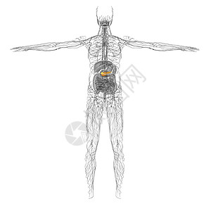 3d 向医生说明胆浆和锅炉胆道胆囊器官胰腺膀胱医疗胰脏图片